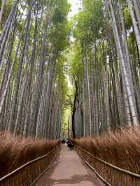 Three days two nights in Kyoto Itinerary 
