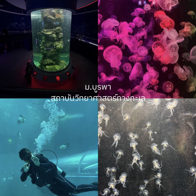📍ไปหาหมูเด้งแบบ one day trip ‘ชลบุรี’ 🚗