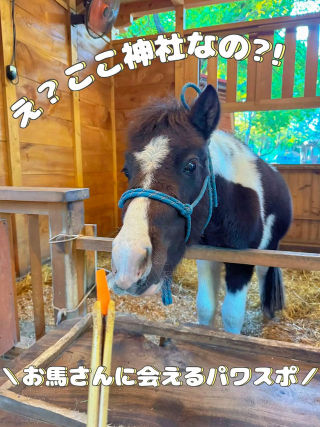 【神奈川】馬好きさんはここ行って🐴ご利益たくさんなパワースポット