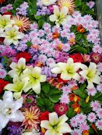 【花の里　世羅高原】
