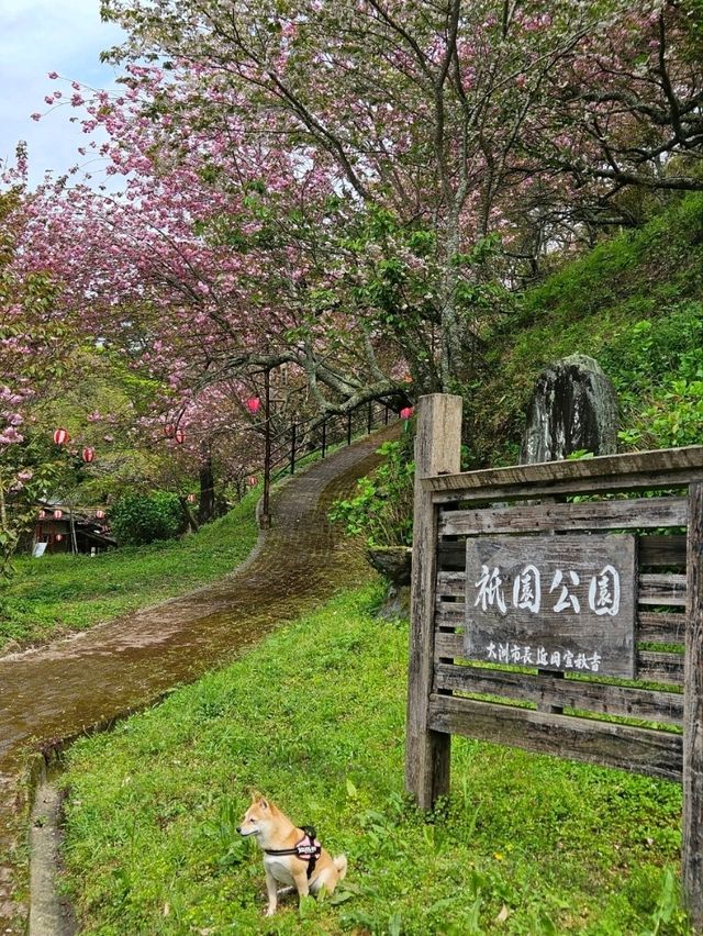 【美しく咲き誇る700本の八重桜】
