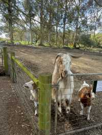 Up close & personal with furry friends! 