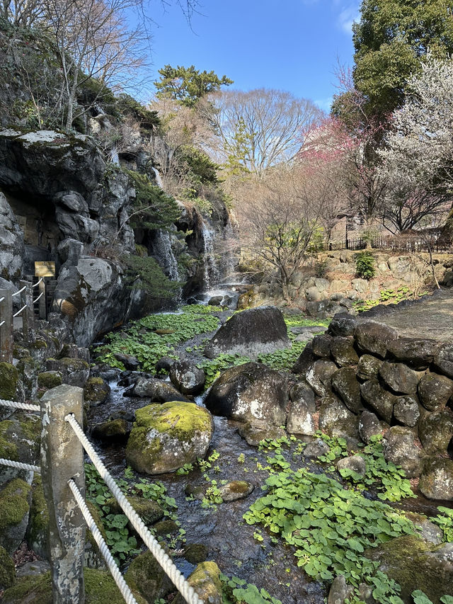Experience the Earliest Cherry Blossoms in Japan - visit Atami Sakura!