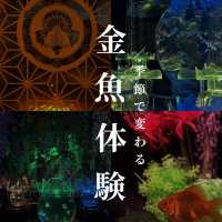 【銀座】季節によって変わる！金魚アート体験🐠