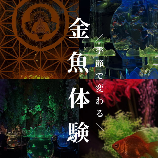 【銀座】季節によって変わる！金魚アート体験🐠