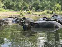 A Surprise Encounter with Water Buffalo Outside Riung 🐃🌿
