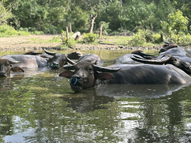 A Surprise Encounter with Water Buffalo Outside Riung 🐃🌿