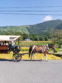 【大分県/由布市】街の中を馬が歩く！？