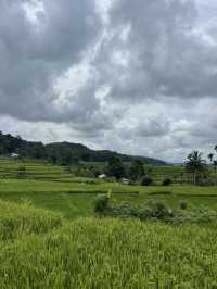 Wee Kacura’s Rice Fields: A Walk Through Time and Tradition 🌾🚶‍♂️