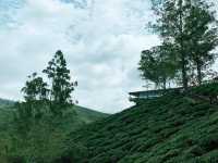 Scenic Ascent to BOH Sungai Palas Tea Viewpoint!