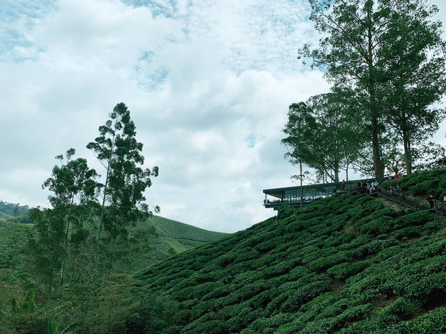 Scenic Ascent to BOH Sungai Palas Tea Viewpoint!