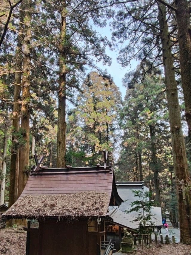 幽靜樹林裡簡樸的上色見熊野座神社