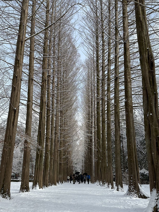 겨울에 가족여행가기 좋은 남이섬☃️