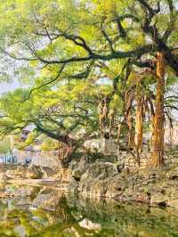 Dragon Claw Banyan: A Remarkable Ancient Tree
