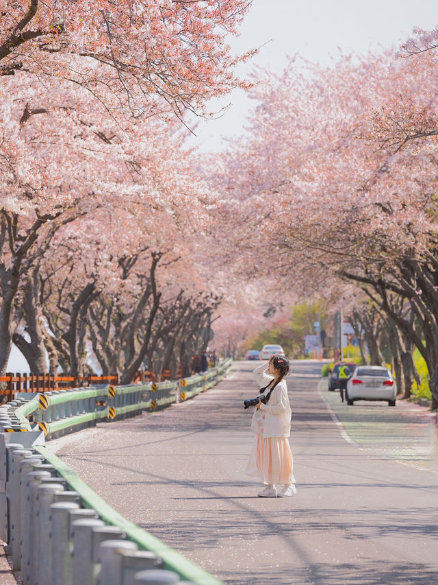 벚꽃 시즌 가야할 남해 여행코스 🌸💛 