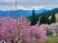 山上人家櫻花美景