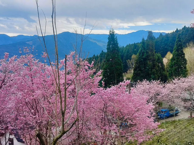 山上人家櫻花美景