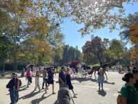 紐約中央公園Central Park——繁忙都市中的世外桃源