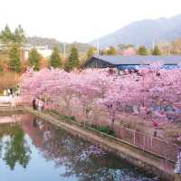 復興公園：在“櫻花盛開的日子裡，心情也跟著綻放” 🌸😊