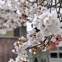 ～中村公園～櫻花下的浪漫～