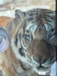 Harbin Siberian Tiger Park 🐅❄️