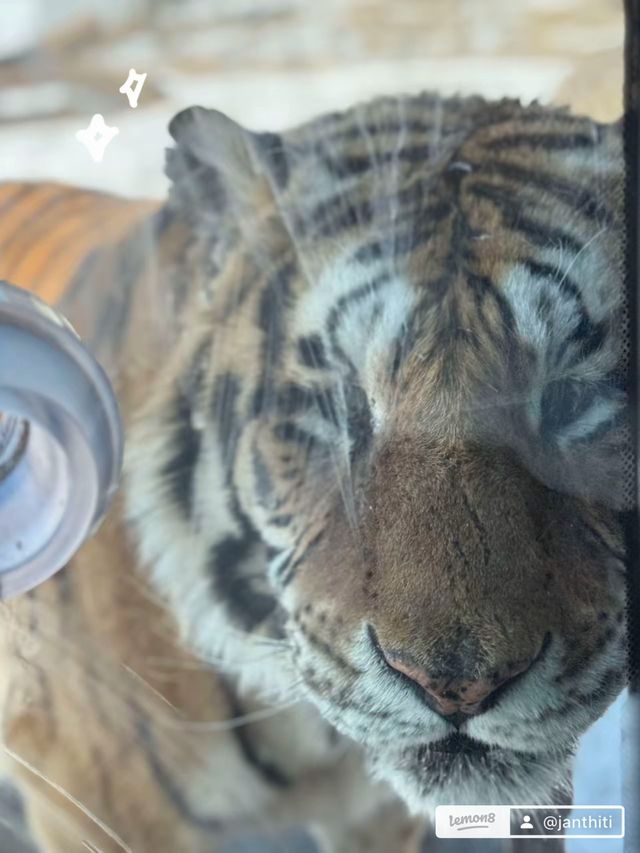 Harbin Siberian Tiger Park 🐅❄️