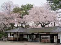 名古屋天守閣賞櫻美景