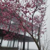 私人秘境瑪嵐雲瀑花園賞櫻、賞茶園及雲海趣