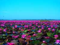 ทะเลบัวแดง อุดร