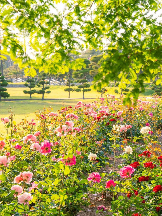 장미꽃들 속에서 산책하기 좋은 “유엔기념공원”🌿