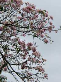 Tabebuia Rosea🌸 Blooming at Chatuchak Park, Bangkok