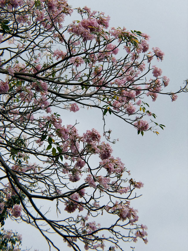 Tabebuia Rosea🌸 Blooming at Chatuchak Park, Bangkok