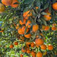 เก็บส้ม🍊 กินส้ม ที่สวนส้มชไมพร เชียงใหม่