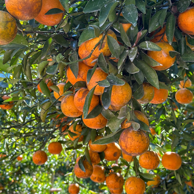 เก็บส้ม🍊 กินส้ม ที่สวนส้มชไมพร เชียงใหม่