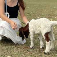 ฮีลใจในวันหยุด ทุ่งหญ้าท้ายเขื่อนป่าสัก 🐑