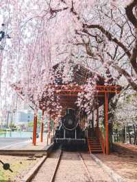 濟州櫻花季：韓國最早綻放的粉色奇蹟 🌸✨ 
