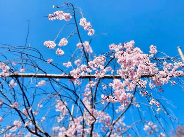 Chasing Sakura at Myoshinji Garden