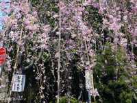 【東京】隠れた桜の名所！「諏訪山　吉祥寺」
