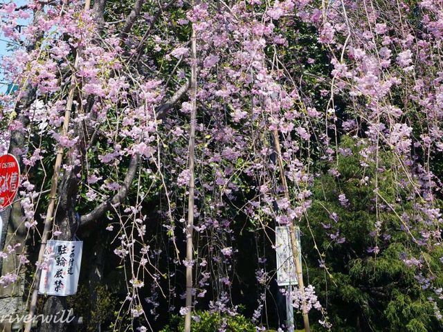 【東京】隠れた桜の名所！「諏訪山　吉祥寺」