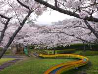 【京都】亀岡盆地を一望する知る人ぞ知る桜の名所「平和台公園」