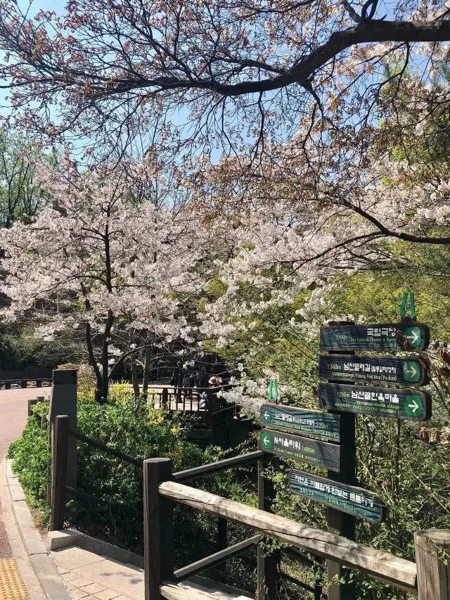NAMSAN BLOSSOM | A BLOOMING ESCAPE