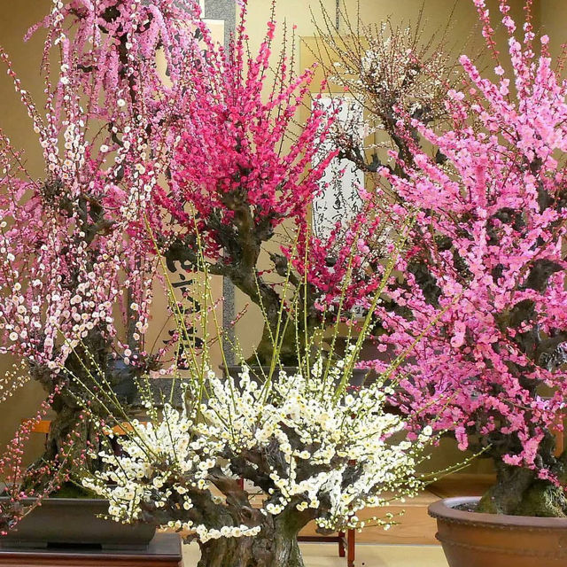 Chasing Sakura at Ozashiki Bonbai 