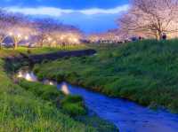 Chasing Sakura at Kusaba River Fukuoka at Night