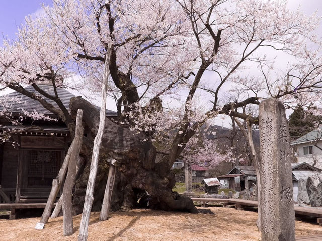 Chasing Sakura at Eboshiyama Senbonzakura