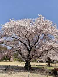 Spring at Nijo Castle: A Cherry Blossom Wonderland