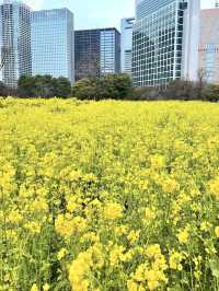 Spring at Hamarikyu Gardens🌼