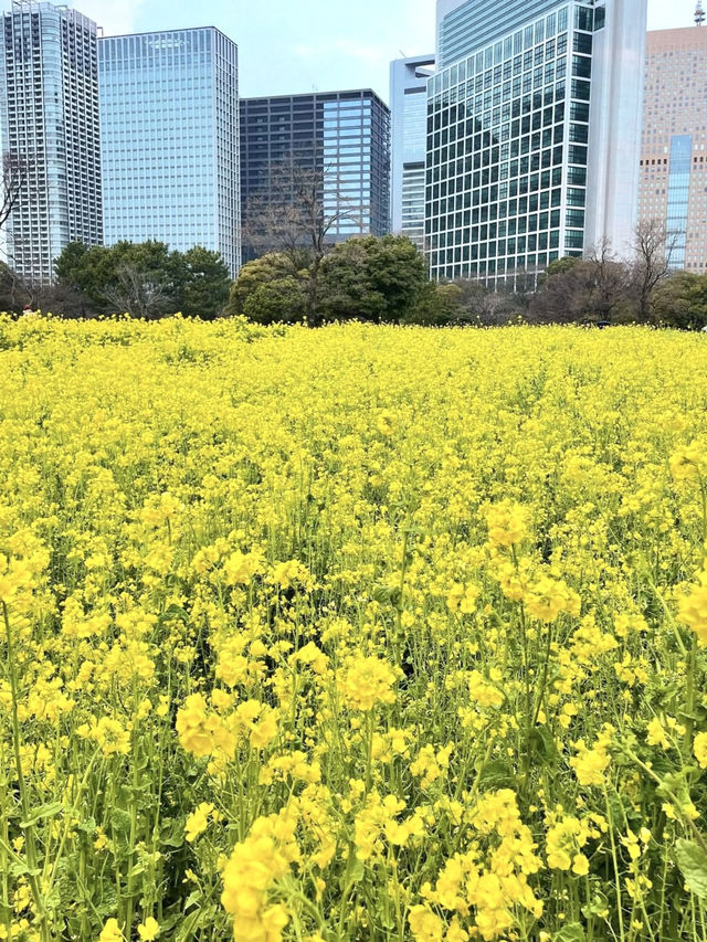 Spring at Hamarikyu Gardens🌼