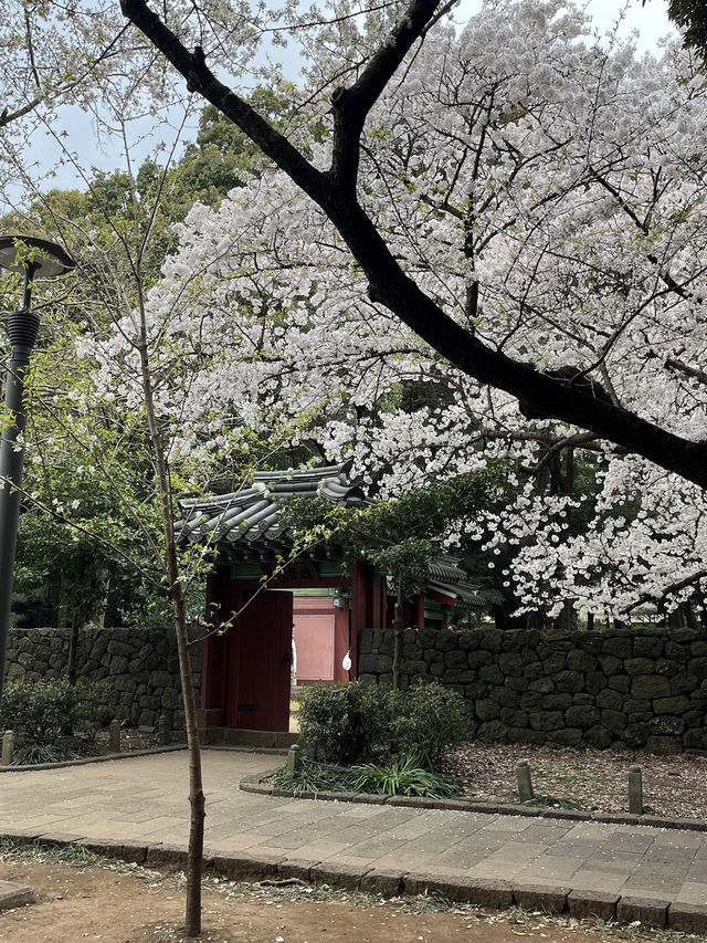 제주도 벚꽃 늦기전에 여기 가세요!