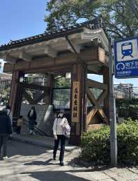 追到名古屋城櫻花