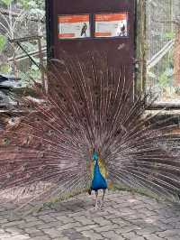 Roars, Paws & Jungle Laws – A Day at Zoo Negara